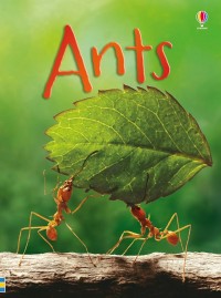 Usborne Beginners : Ants